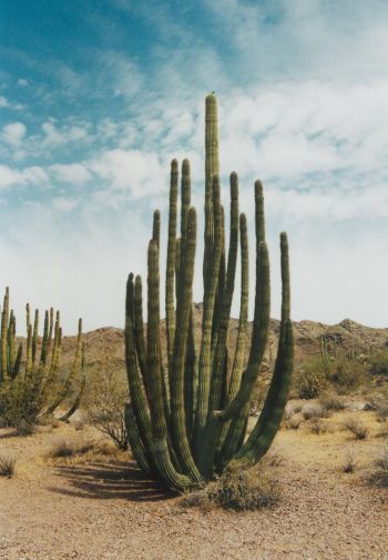 Organ Pipe NM